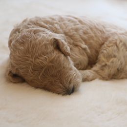 "green boy 💚" Goldendoodle Puppies from Kelly Doodles