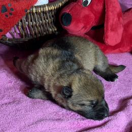 Pretty dark Sable girl - Sable female German Shepherd puppy in Grantsville, Utah from Vom Haus Denfors K9 - Working German Shepherds