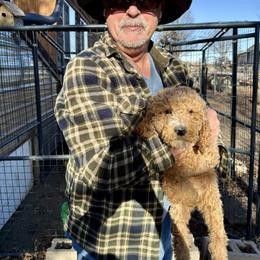 Sassy - Parti female Poodle puppy in Harrisburg, Missouri from Grammie's  Poodles and Grampies Labradors