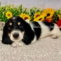 Noah - Black and cream male Dachshund puppy in Lakeland, Florida from Ruthie’s Rich Mini Dachshunds