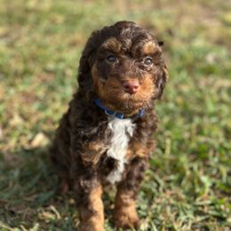 Copper - Phantom male Goldendoodle puppy in Wharton, Texas from Little Fur Friends