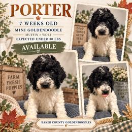 Porter - Parti male Goldendoodle puppy in Macclenny, Florida from Baker County Goldendoodles