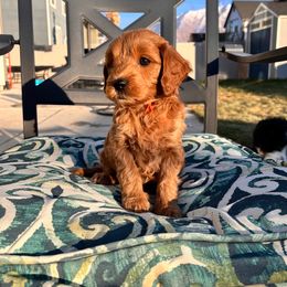 Bernedoodle, Goldendoodle, and Sheepadoodle Puppies from Maplesierradoodles