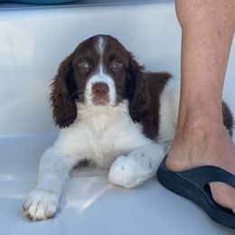 English Springer Spaniel Puppies from Spradley Springers