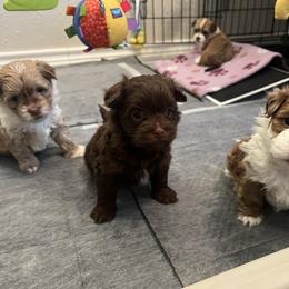 Chocolate White Markings Male - Chocolate male Havanese puppy in Monahans, Texas from Homeward Havanese, LLC