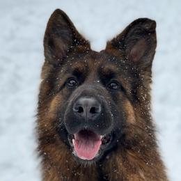 Lona - German Shepherd