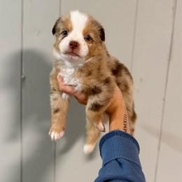 Toad - Red merle male Australian Shepherd puppy in Tyner, Kentucky from Lil’ Town Aussies