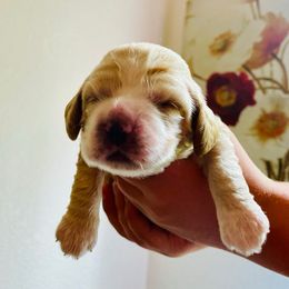 Cocker Spaniel Puppies from Cocker Spaniels
