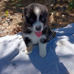 Waylon (green collar) - Black tri-color male Australian Shepherd puppy in Okeechobee, Florida from Rothsolid Aussies