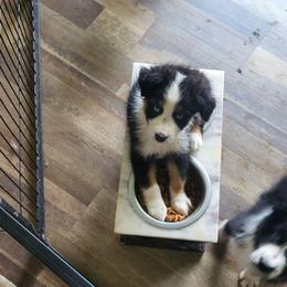 AKC championship bloodline Yellow collar Tri-color - Black tri-color female Australian Shepherd puppy in Geneva, Florida from TGIF Doxies