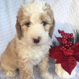 Sirius - male Australian Mountain Doodle puppy in Blairstown, Missouri from Shepherd Hill Doodles