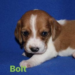 Basset Hound Puppies from Great Lakes Kennel
