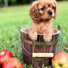 Cavalier King Charles Spaniel Puppies from Ohana Cavalier King Charles Spaniels