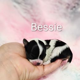 Bessie - Black and white female Chihuahua puppy in Wayland, Michigan from MI Chi