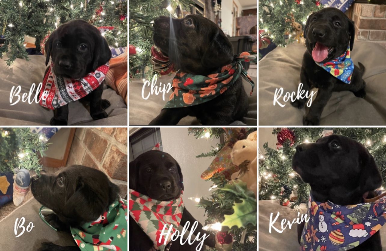 River Mountain Kennels in Arkansas Labrador Retriever puppies Good Dog