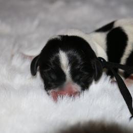 Black - Piebald male Dachshund puppy in Peebles, Ohio from Cave Valley Hounds
