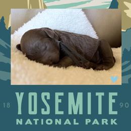 Yosemite - Chocolate male Labradoodle puppy in Lubbock, Texas from Lucky Labradoodles