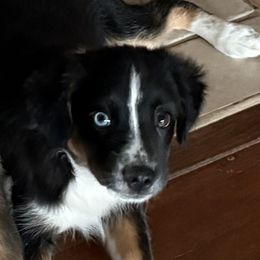 Mahina - Black tri female Miniature Australian Shepherd puppy in Hilo, Hawaii from Akamai Miniature Australian Shepherds