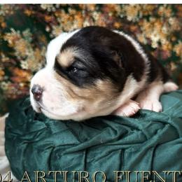 Boy 2 - male Central Asian Shepherd Dog puppy in Marshville, North Carolina from 704 Central Asian Shepherds