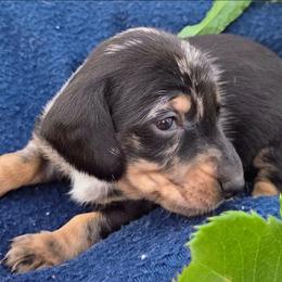 Boy 3 - Black and cream male Dachshund puppy in Roseville, California from Denver's Golden Dashies