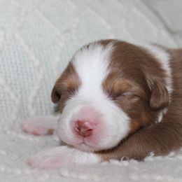 Australian Shepherd Puppies from 4t Aussies