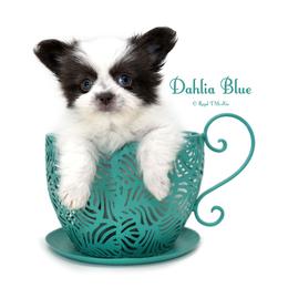 Dahlia Blue - Blue female Mi-Ki puppy in Elizabeth, Colorado from Royal T Mi-Kis