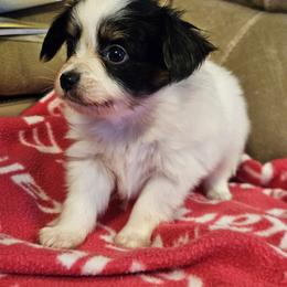 Blaze - White black and tan male Papillon puppy in Fulton, Missouri from Papillon Love