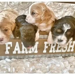 Aussiedoodle, Cavalier King Charles Spaniel, and Cavapoo Puppies from Shelby Paws