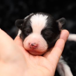 Biscuit-Blue collar tri boy - Black and tan male American Corgi puppy in Benjamin, Utah from Nuna’s  Corgis