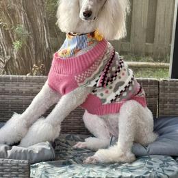 Poodle Puppies from Candace Yakes