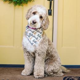 Dolly - Goldendoodle