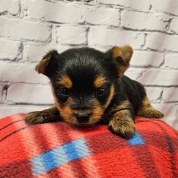 Jack - Blue and gold male Yorkshire Terrier puppy in Monticello, Iowa from Ashley’s Puppies