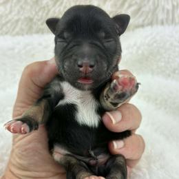 Franklin - Black male Miniature Schnauzer puppy in Sylvania, Georgia from Southern Sky Miniature Schnauzers