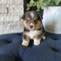 Pembroke Welsh Corgi Puppies from Lucky Pups Corgis