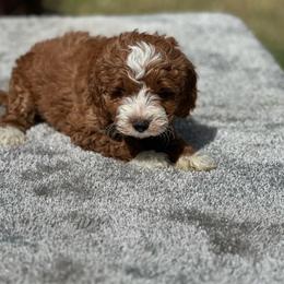 Boy 1 - Red  male Goldendoodle puppy in Cuero, Texas from Firestorm Kennel