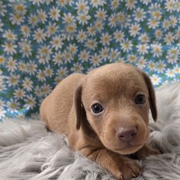 Ash - Fawn (isabella) and tan male Dachshund puppy in Grant, Michigan from Low Down Dashchuand