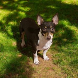 Twix - Teddy Roosevelt Terrier