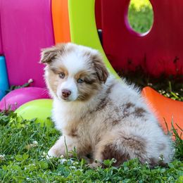 Miniature Australian Shepherd and Toy Australian Shepherd Puppies from Blue Springs Aussies