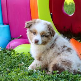 Miniature Australian Shepherd and Toy Australian Shepherd Puppies from Blue Springs Aussies