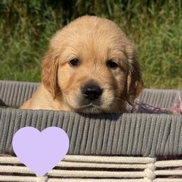 Harriet (Light Purple) - Golden female Golden Retriever puppy in Cadillac, Michigan from K & M Golden Retrievers