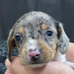 Dachshunds from MJ’S Family Farm and Kennel