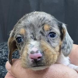 Dachshunds from MJ’S Family Farm and Kennel