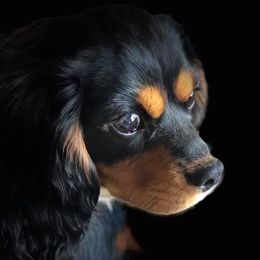 Bailey - Cavalier King Charles Spaniel