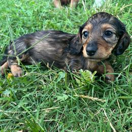 Jeanette - AKC - Red female Dachshund puppy in Gainesville, Texas from Diamond B Doxies