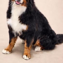 Girl 1 - female Bernese Mountain Dog puppy in Earlham, Iowa from Sumbern - Iowa's Bernese Mountain Dogs