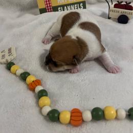 Boy with 2 dots - Brown and white male Jack Russell Terrier puppy in Greeneville, Tennessee from Wampler Jacks