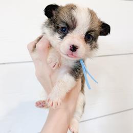 Blue - Sable female Pembroke Welsh Corgi puppy in Milan, Georgia from Williams’ Welsh Corgis LLC
