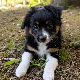 Remi - Black tri female Toy Australian Shepherd puppy in Alabaster, Alabama from Bama Belle Aussies