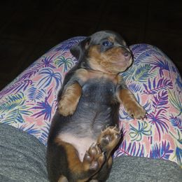 Dachshund Puppies from TLC Dachshund