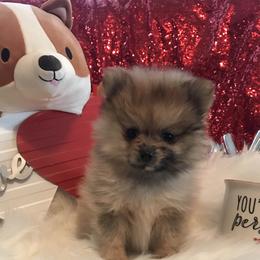 Merle boy - Chocolate merle male Pomeranian puppy in Taylor, Texas from Regal Poms